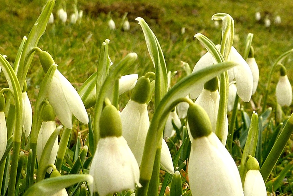 Photograph of Snowdrops