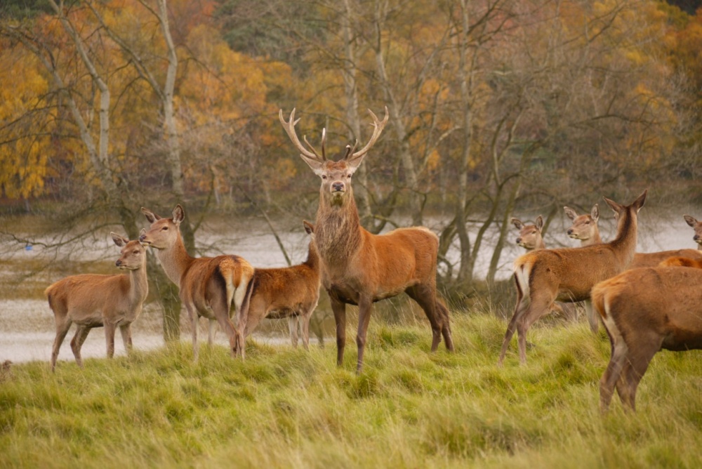 Photograph of Stag and deer