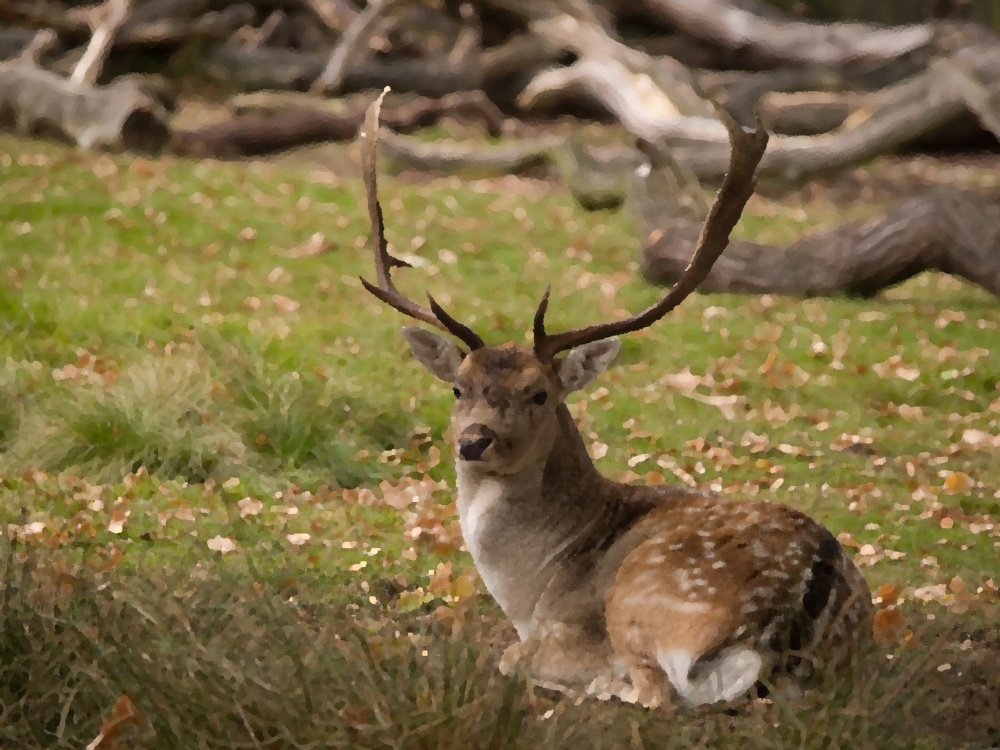 Dunham Massey Deer Park