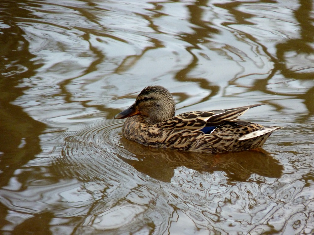 I Must Be Quackers-- I Hate Water !!!