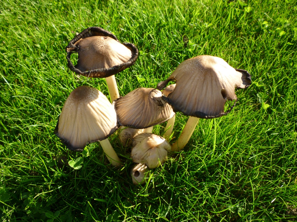 Toadstools