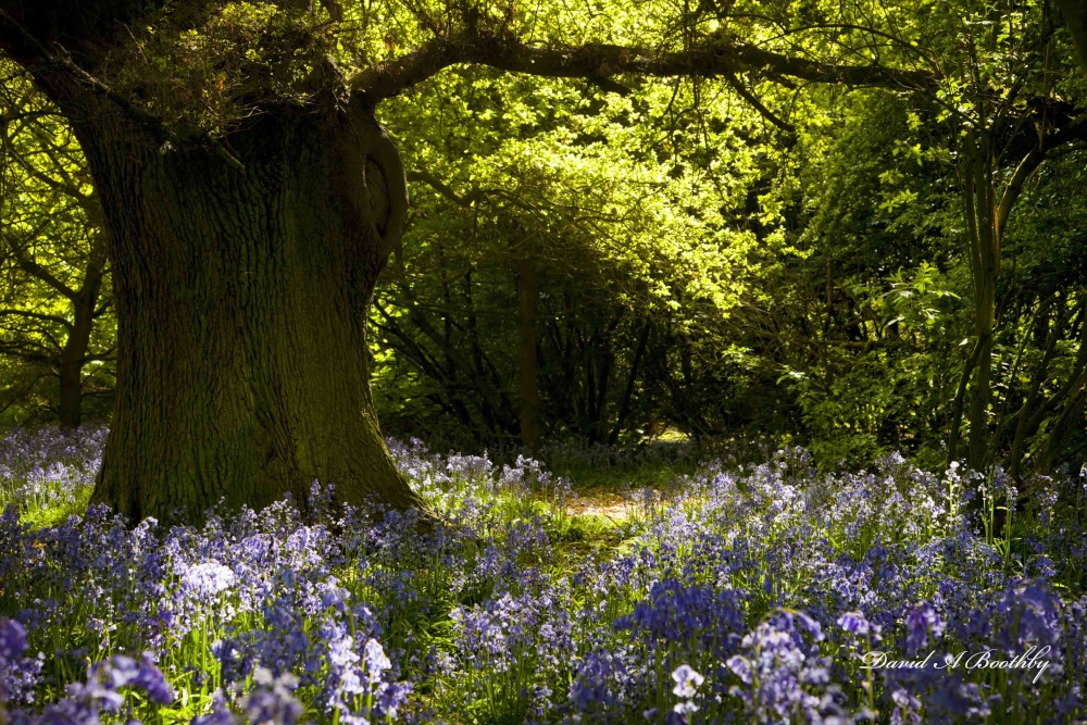 Beverley Westwood