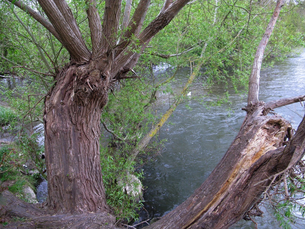 Salisbury - River Nadder