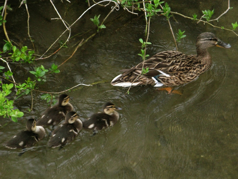Salisbury - River Nadder