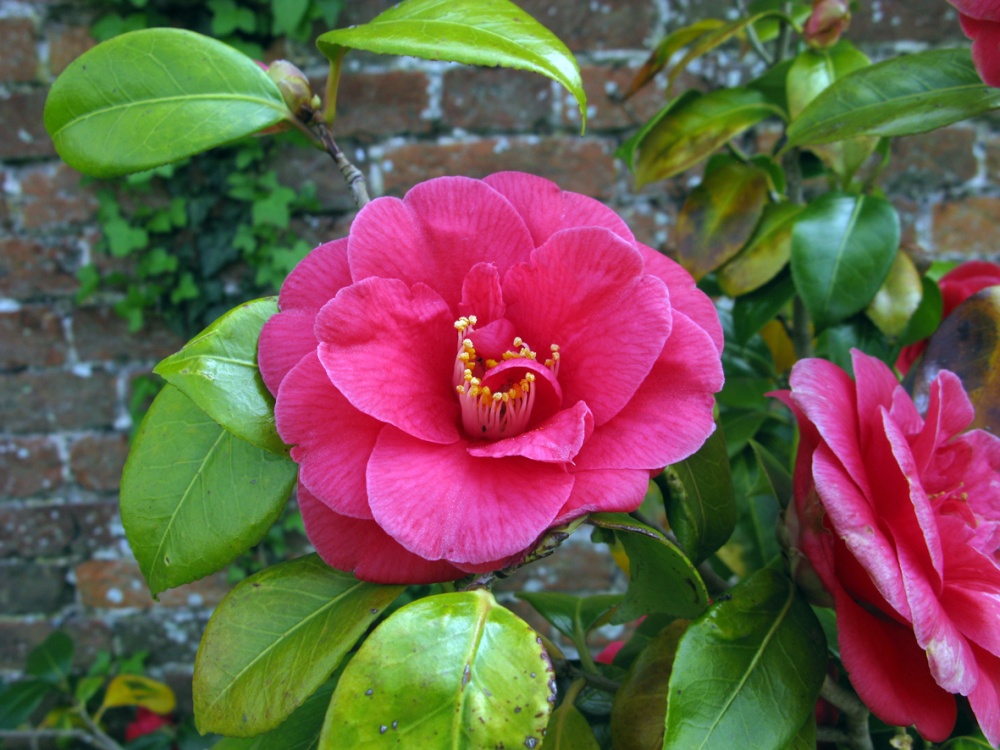 Dunster Village Garden