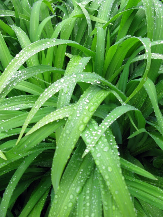 Dunster Castle Gardens