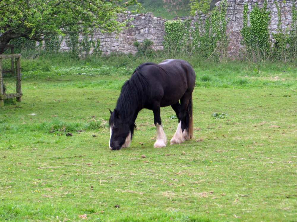 Cleeve Abbey photo by Ted