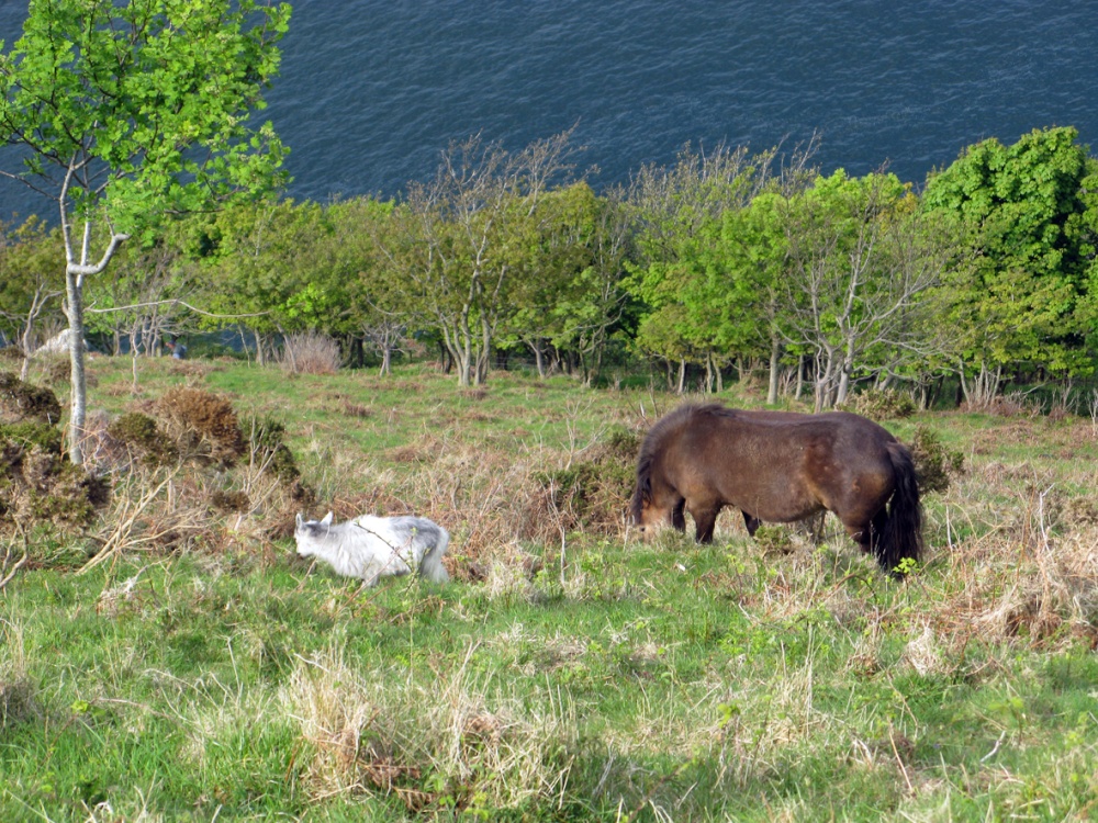 The South West Coast past near Lynton