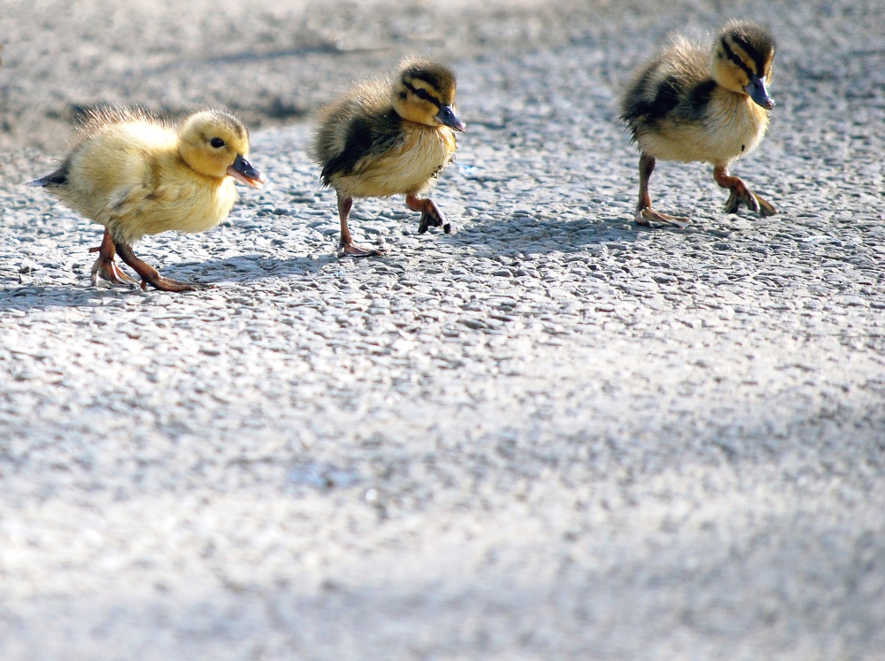 Ducklings