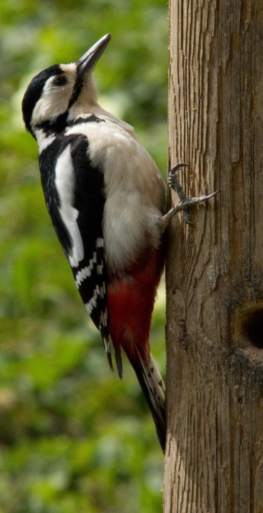 Female Greater Spotted Woodpecker