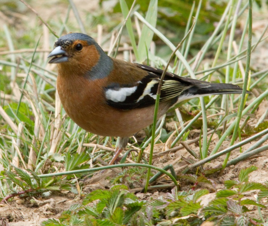 Photograph of Chaffinch