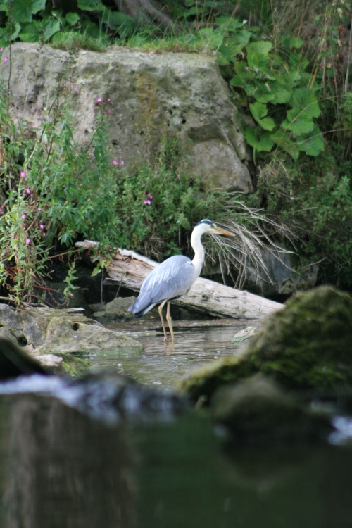 Heron at Clumber Country Park