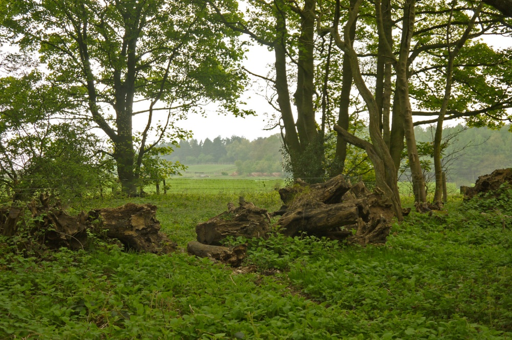 Walk through the woods