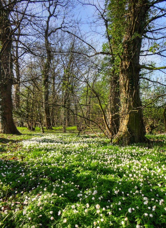 A carpet of Wood Anemone in Edlington woods