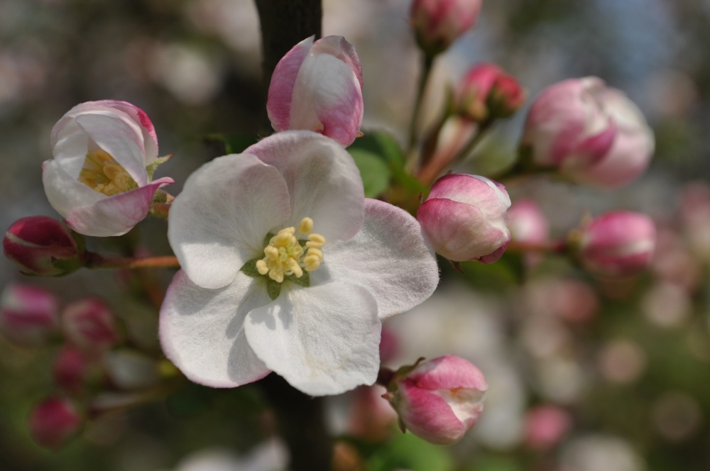 Photograph of Apple Blossom