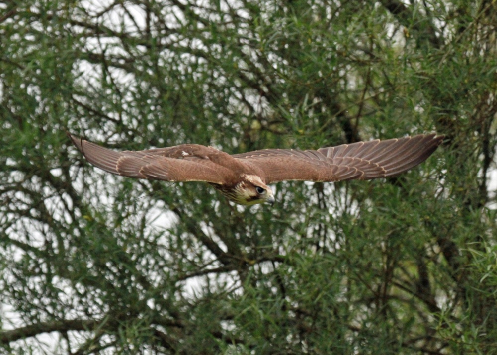 Graceful photo by Lorry Parton