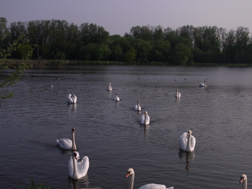 Flotilla of Swans