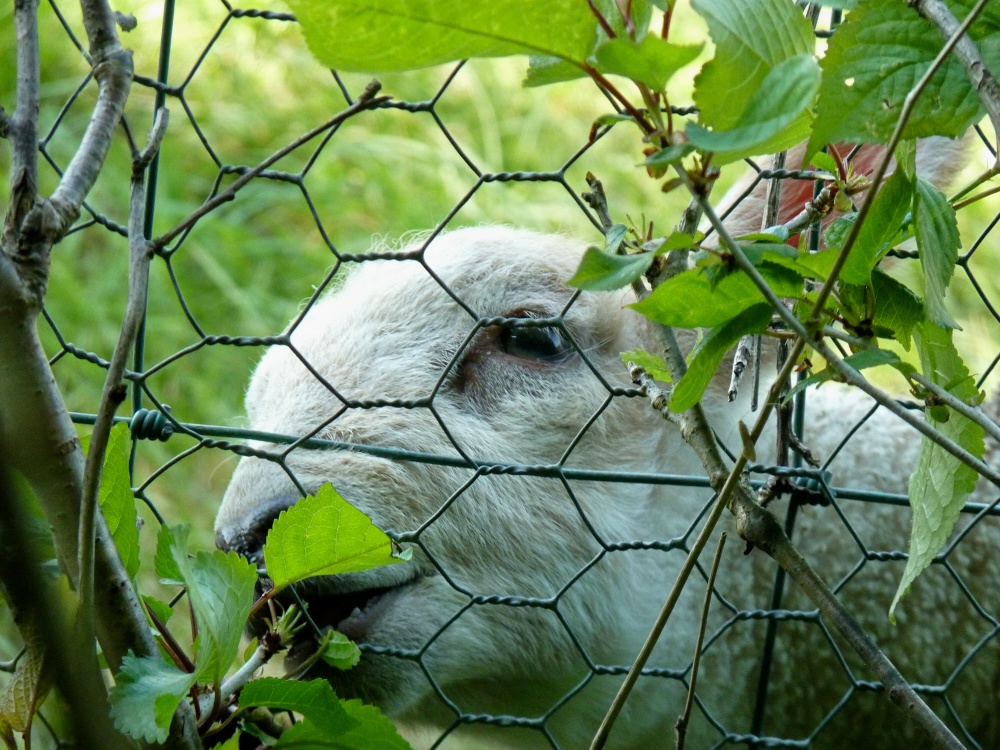 LET ME OUT ! Spring is nice, but...