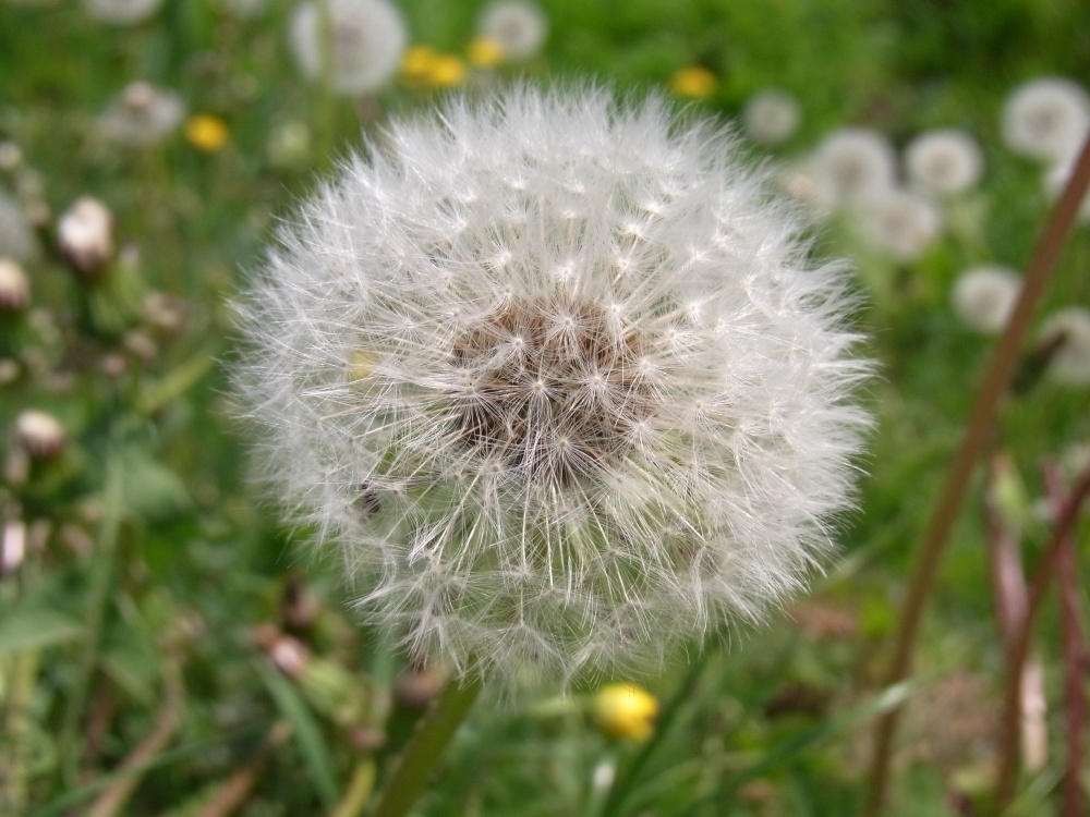 Dandelion seeds