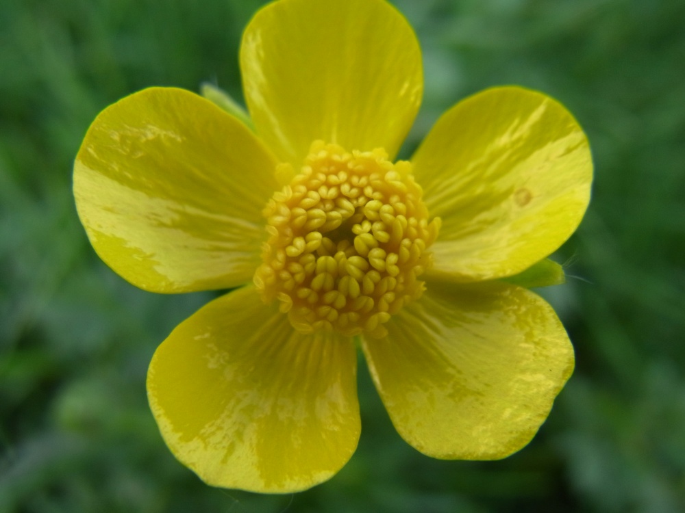 Photograph of Meadow Buttercup