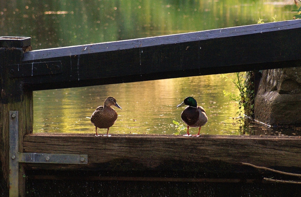 Quackers in Love