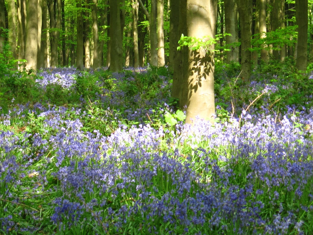 Bluebells