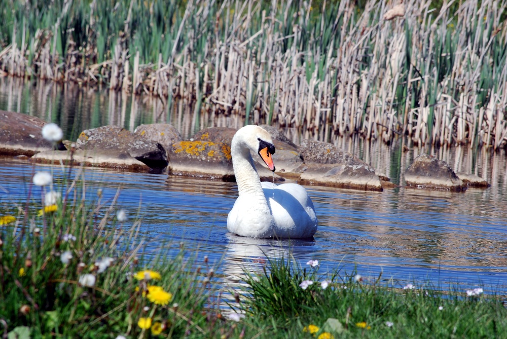 Rainton Meadows
