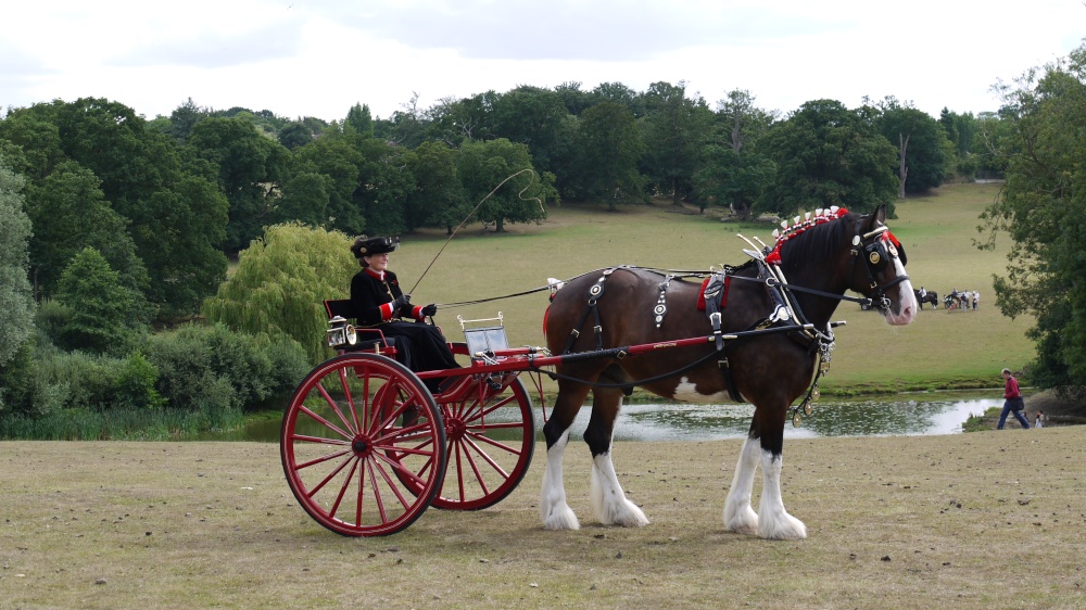 Carriage in the Park photo by Hilda Whitworth