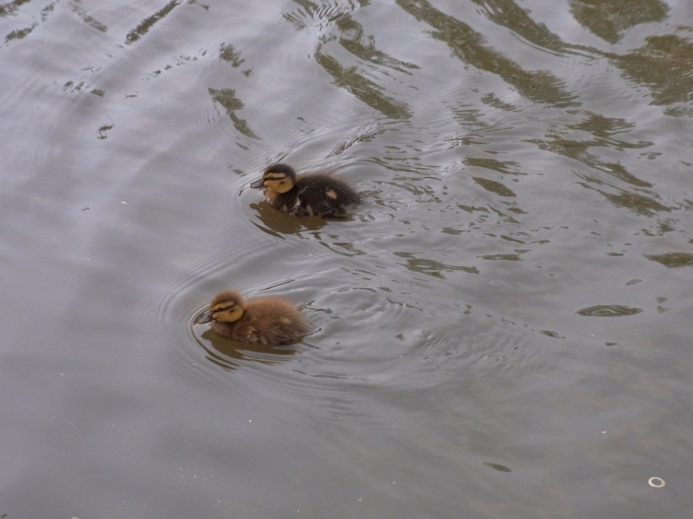 Photograph of Two little Ducks