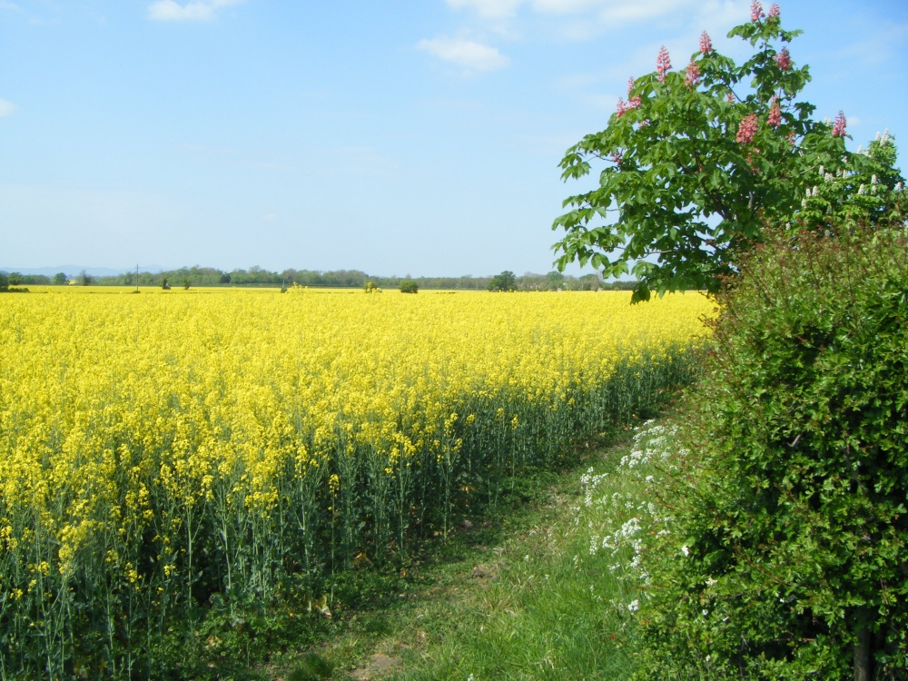 Fields of Yellow