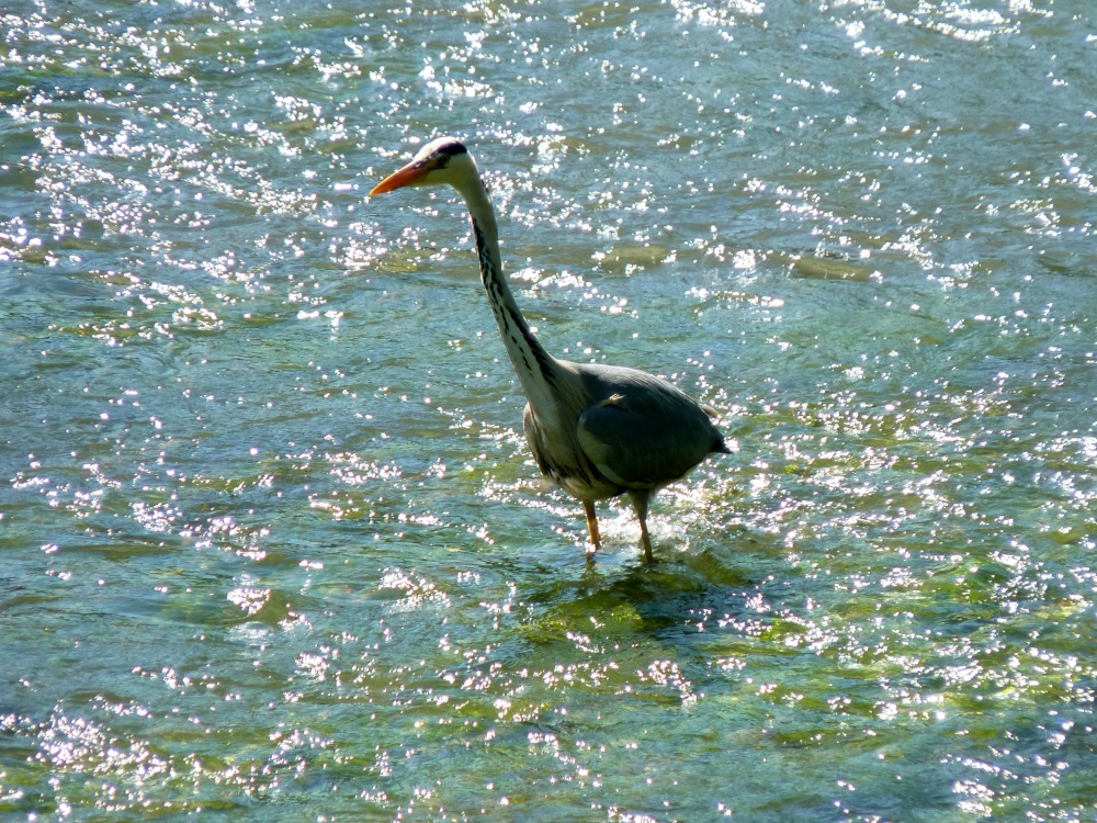 Photograph of THE HERON IS ON THE HUNT
