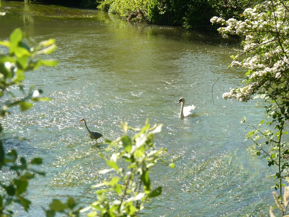 WATCHING THE WATCHER