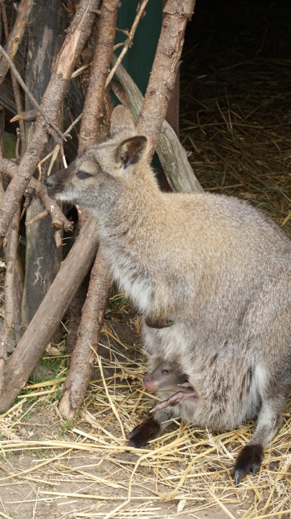 A picture of the Yorkshire Wildlife Park