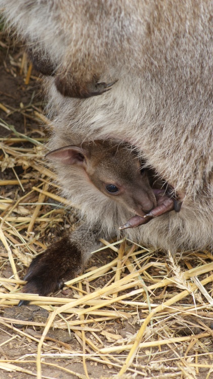 A picture of the Yorkshire Wildlife Park