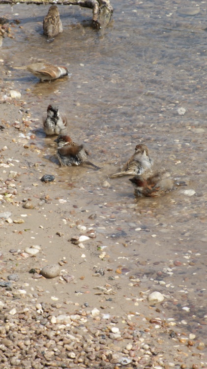 A picture of the Yorkshire Wildlife Park