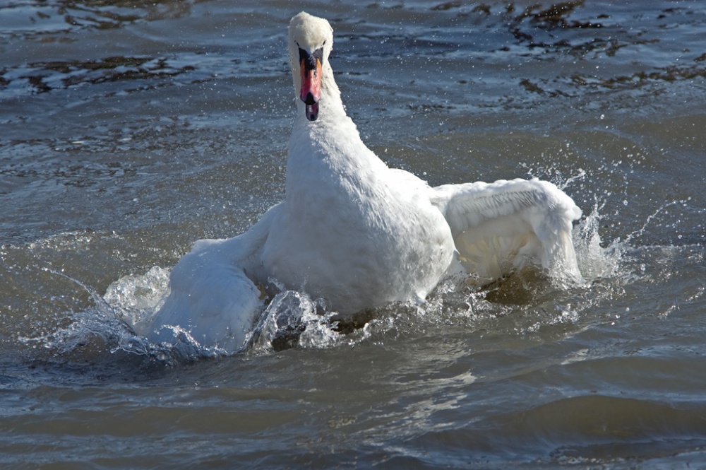 Swan