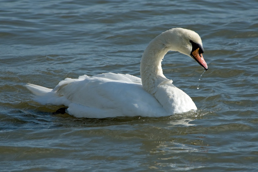 Swan