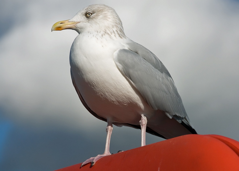 Brighton Seagull