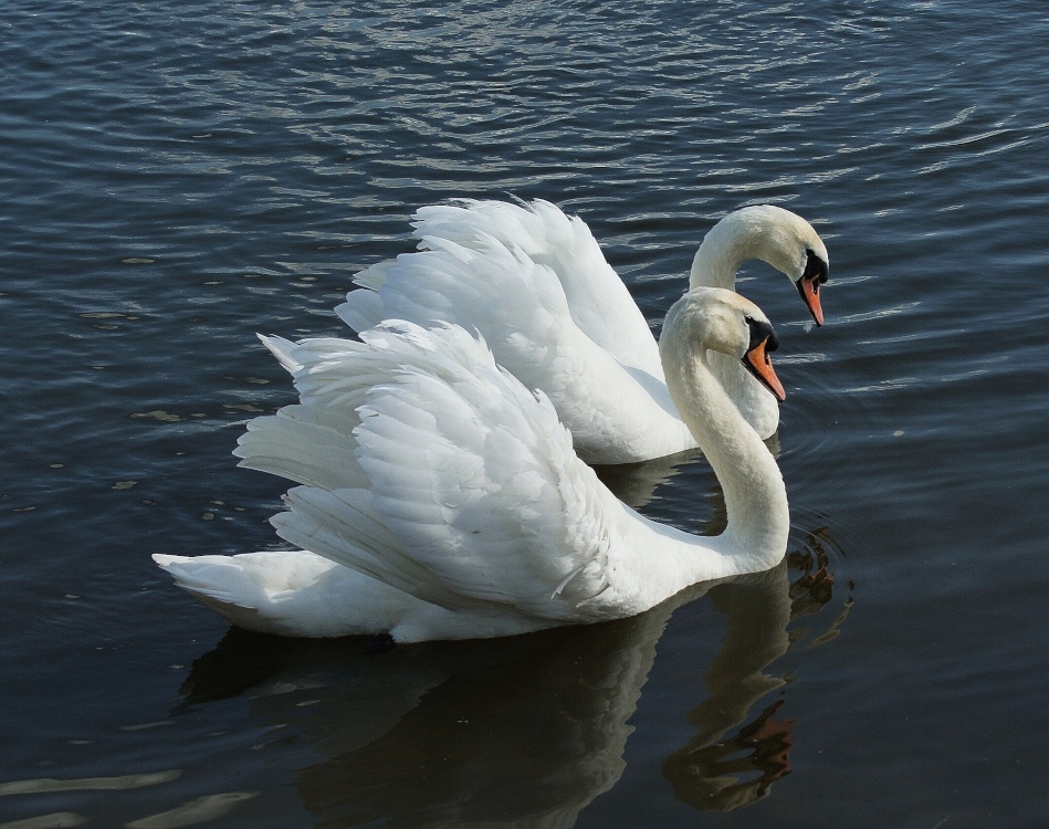 Swans a Swimming