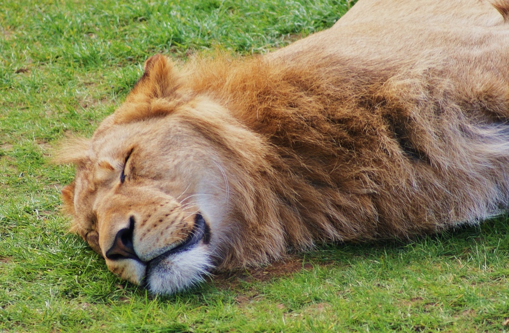 Sleepy Lion