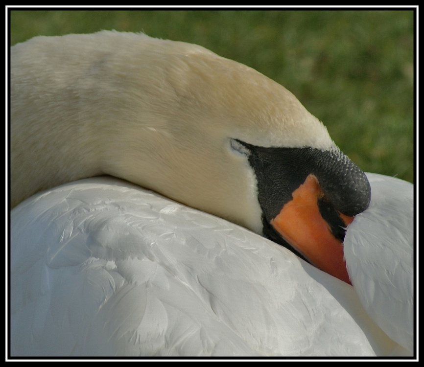 Close-up Swan