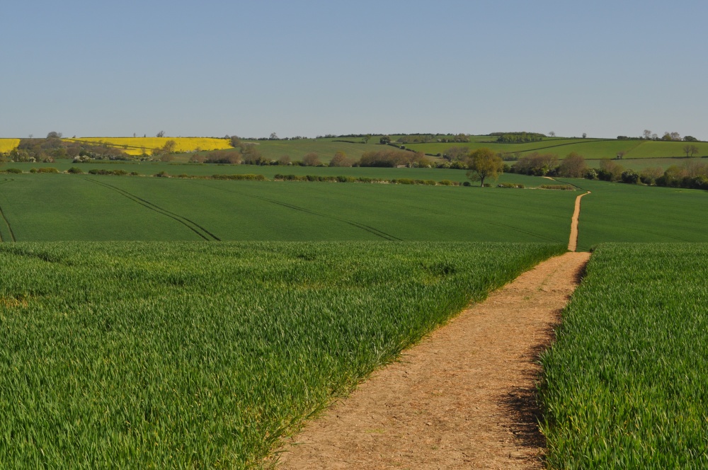 Photograph of Path to Horninghold