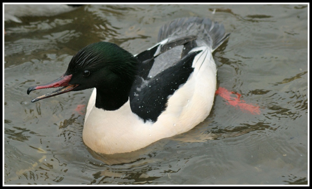 Goosander