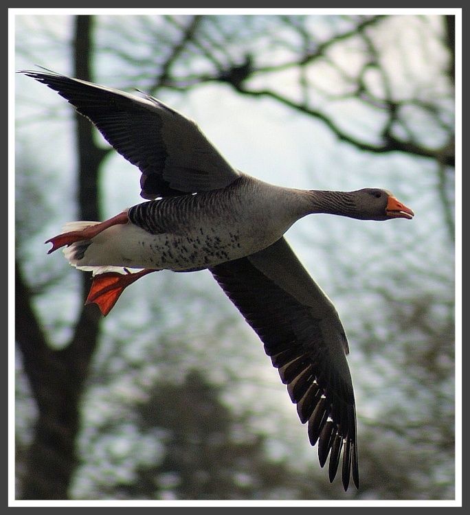 Flying Greylag Goose