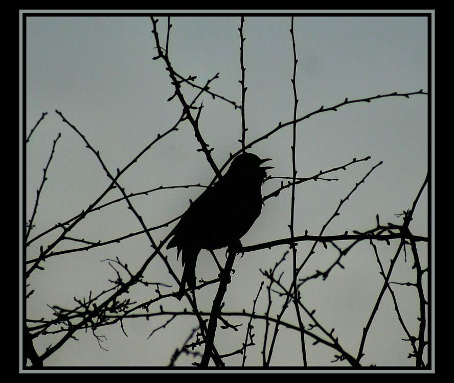 Photograph of Bird Silhouette