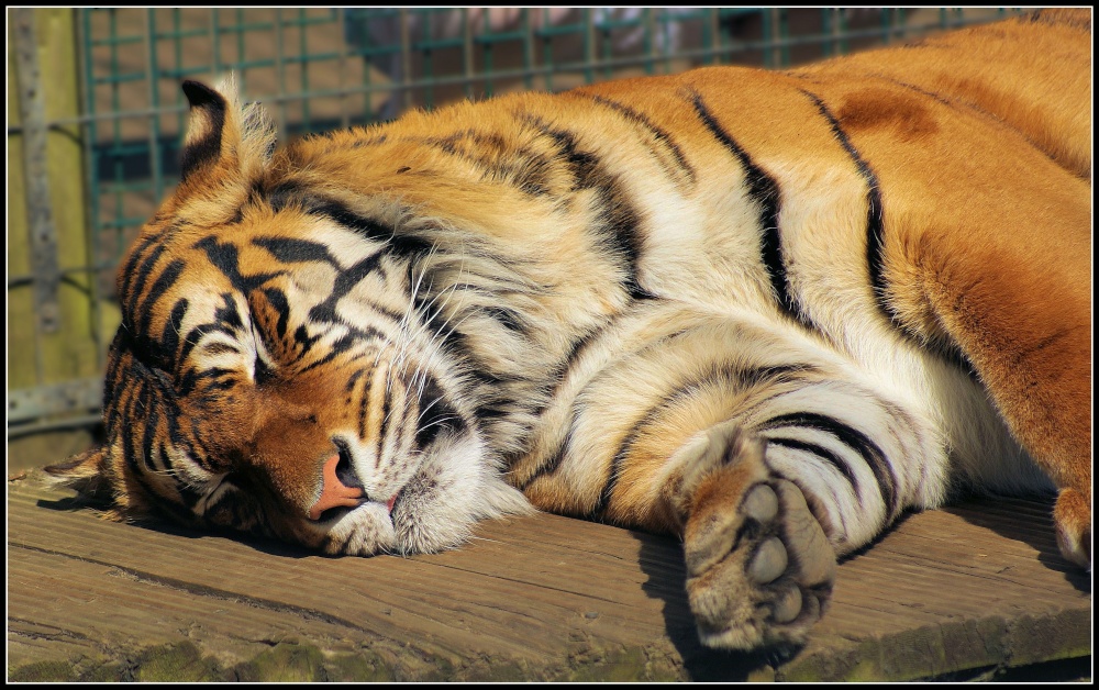 Sleeping Tiger