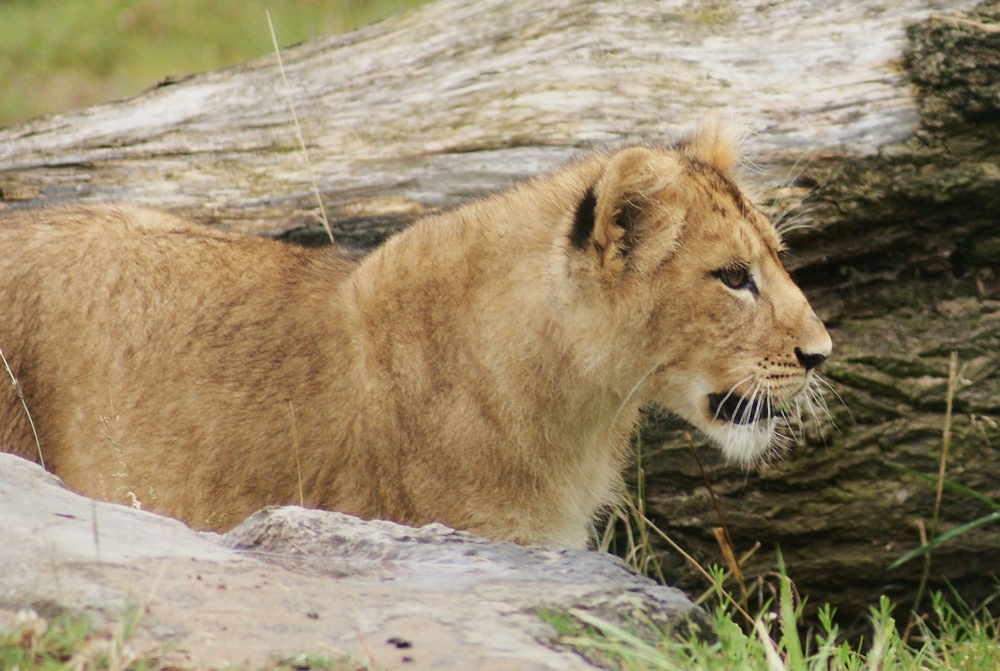Lion Cub photo by Amanda Jaynes