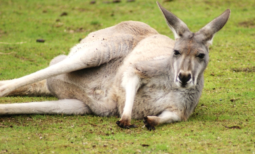 Kangaroo photo by Amanda Jaynes