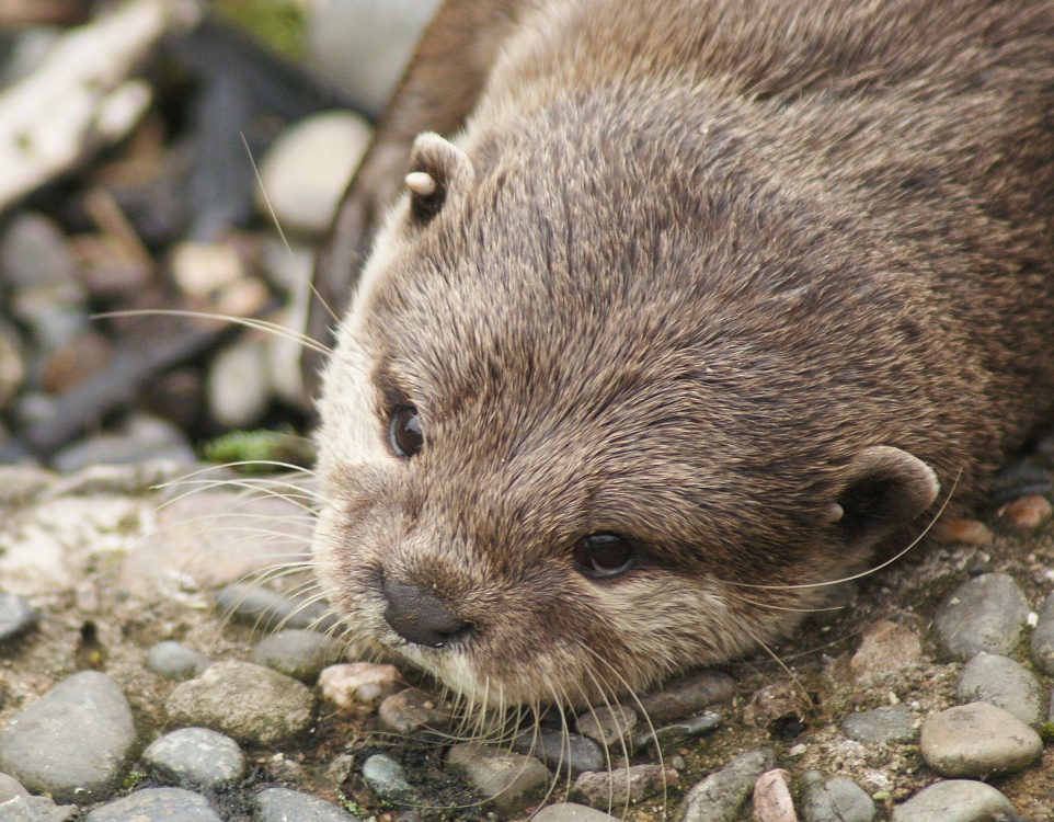 Otter