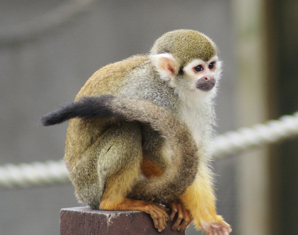 Little monkey photo by Amanda Jaynes